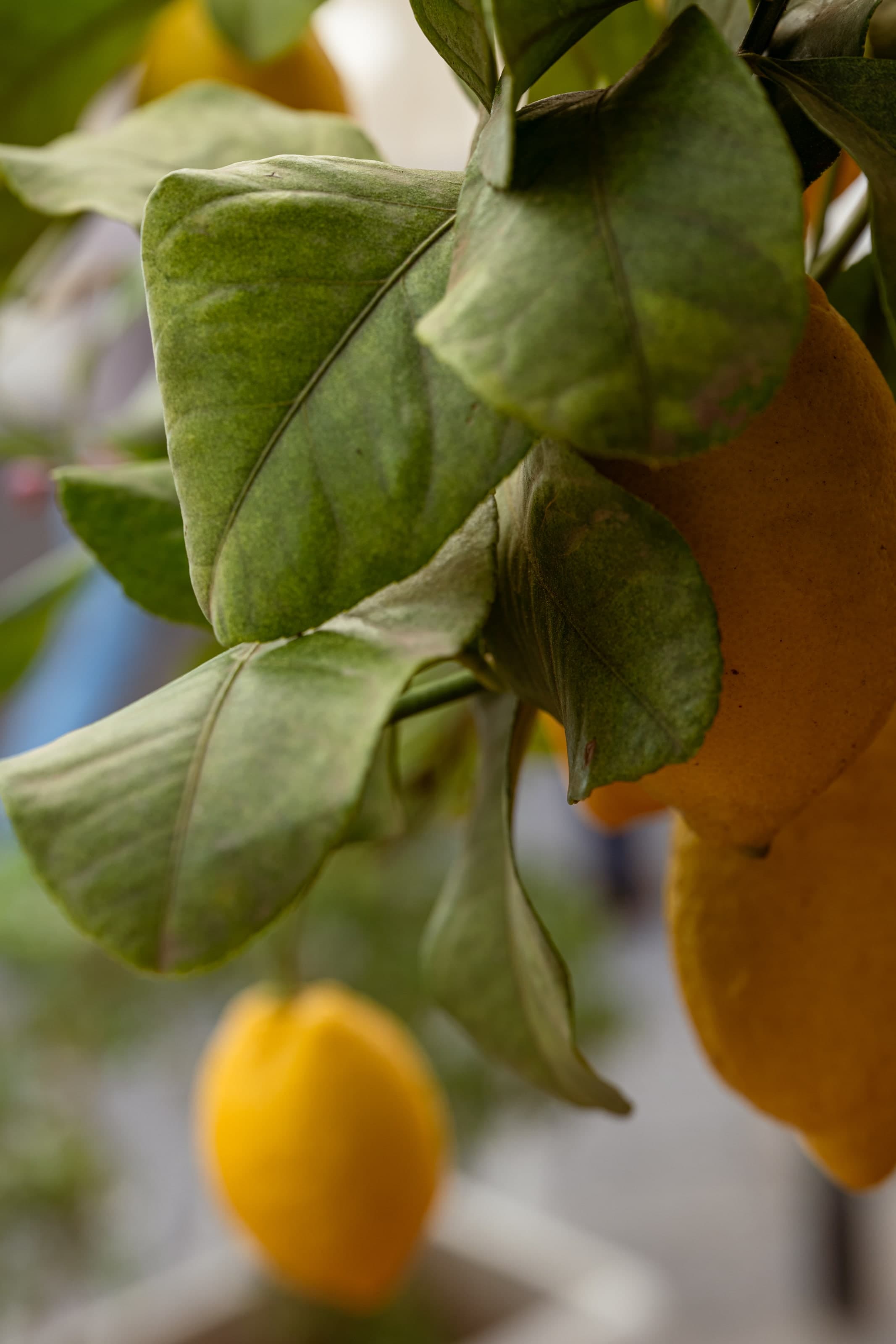 Albero di limone